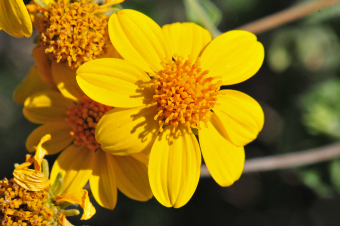 Parish Goldeneye has yellow flowers, as noted in the photo, they have both ray and disk florets. Between 8 and 18 ray florets and about 50 discoid florets. Bahiopsis parishii